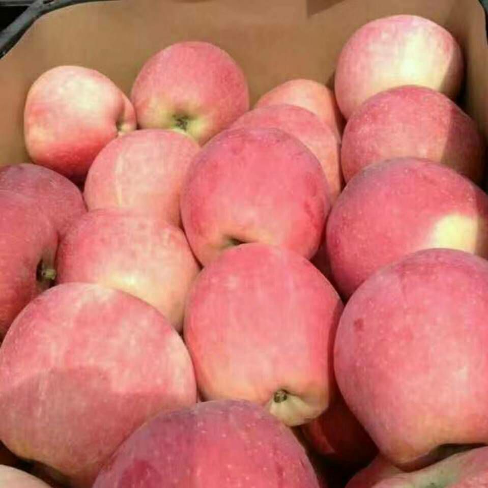 山东省沂水优质冰糖心红富士苹果纸袋，膜袋的，产地直销大量有货