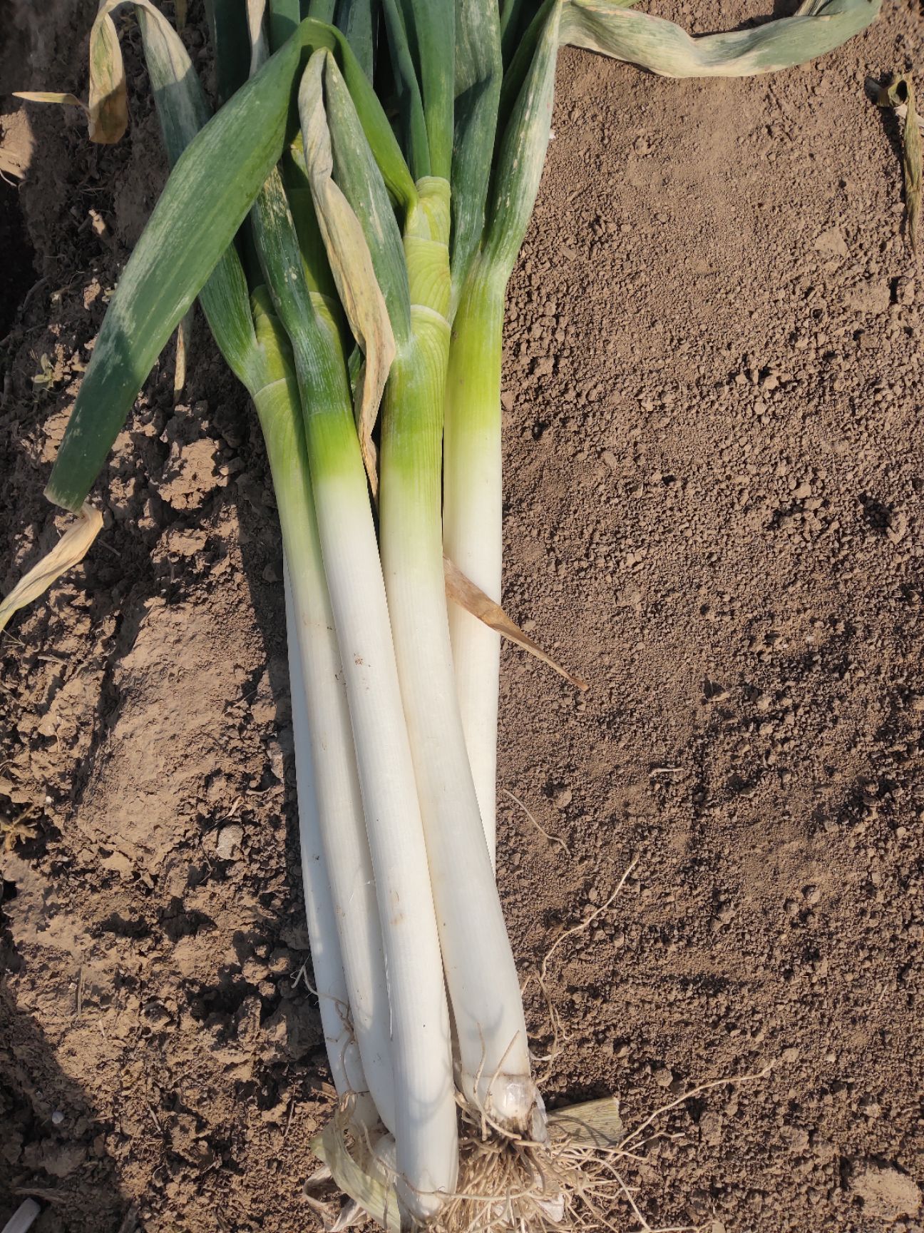 长白大葱 江苏启东大葱