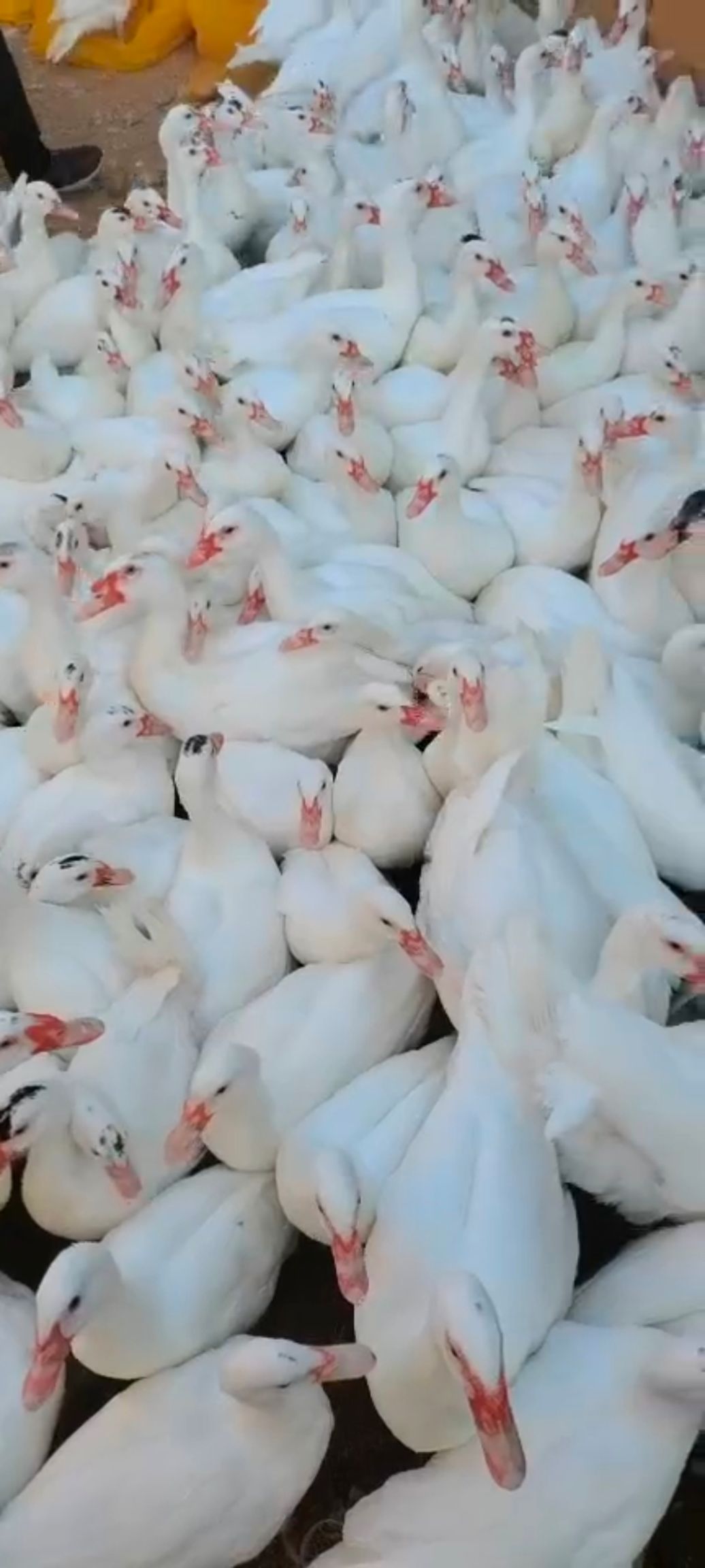 白番鸭母均重5斤，泉州境内免费送货上门