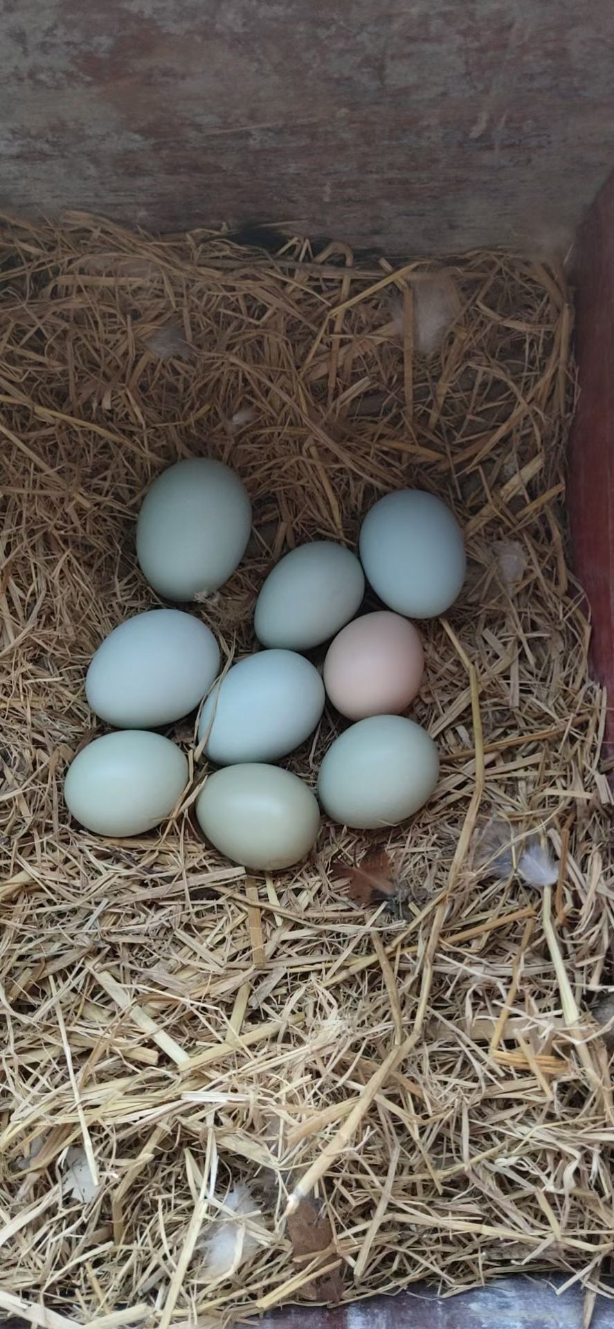 批发土鸡蛋，散养蛋，绿壳鸡蛋