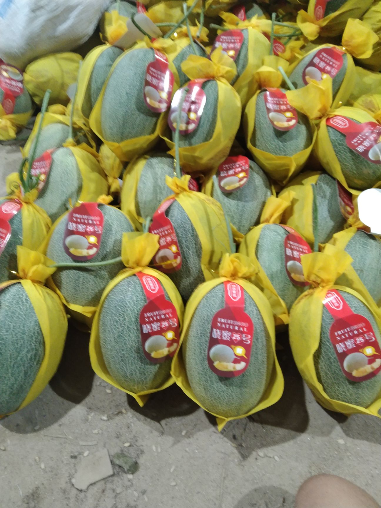 胶蜜25号 哈密瓜   海南精品小密二十五号