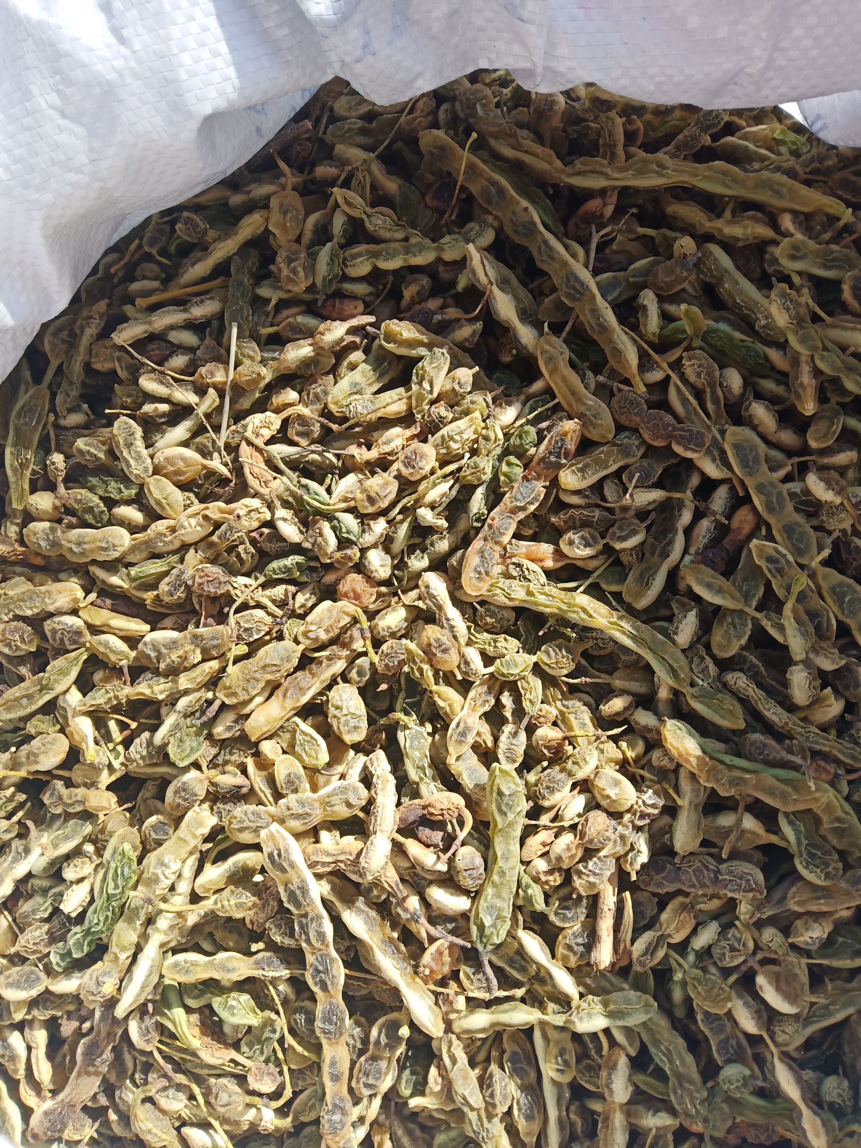 2022产新槐角通货