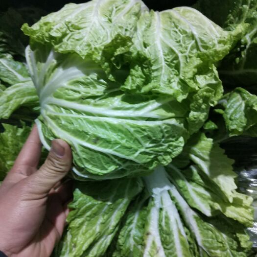 通许县大白菜