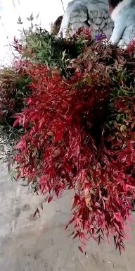 凌霄苗 售各种绿化苗木，地被绿化工程用苗。各种花卉园林绿化工