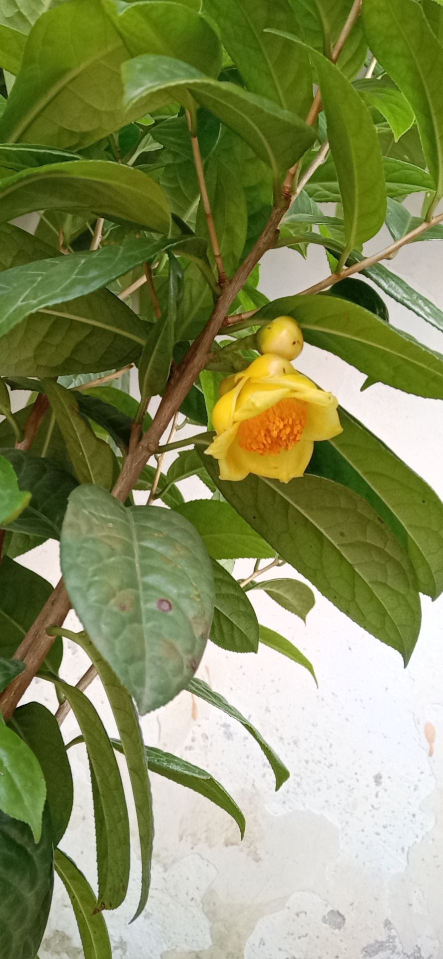 金花茶苗 实生苗 0.5米以下 