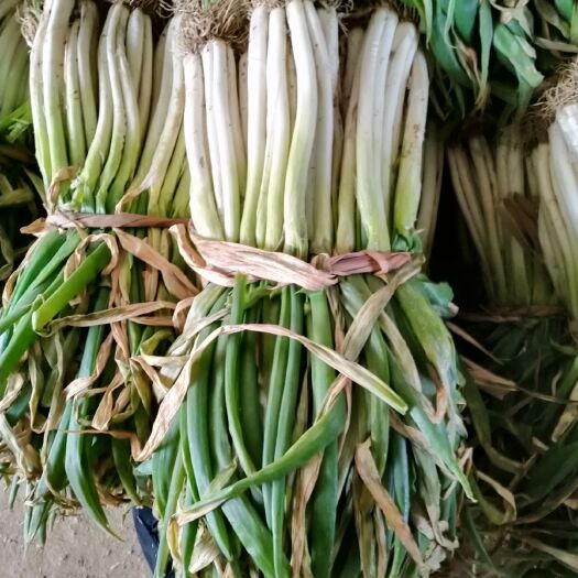 唐河县长白大葱 大葱