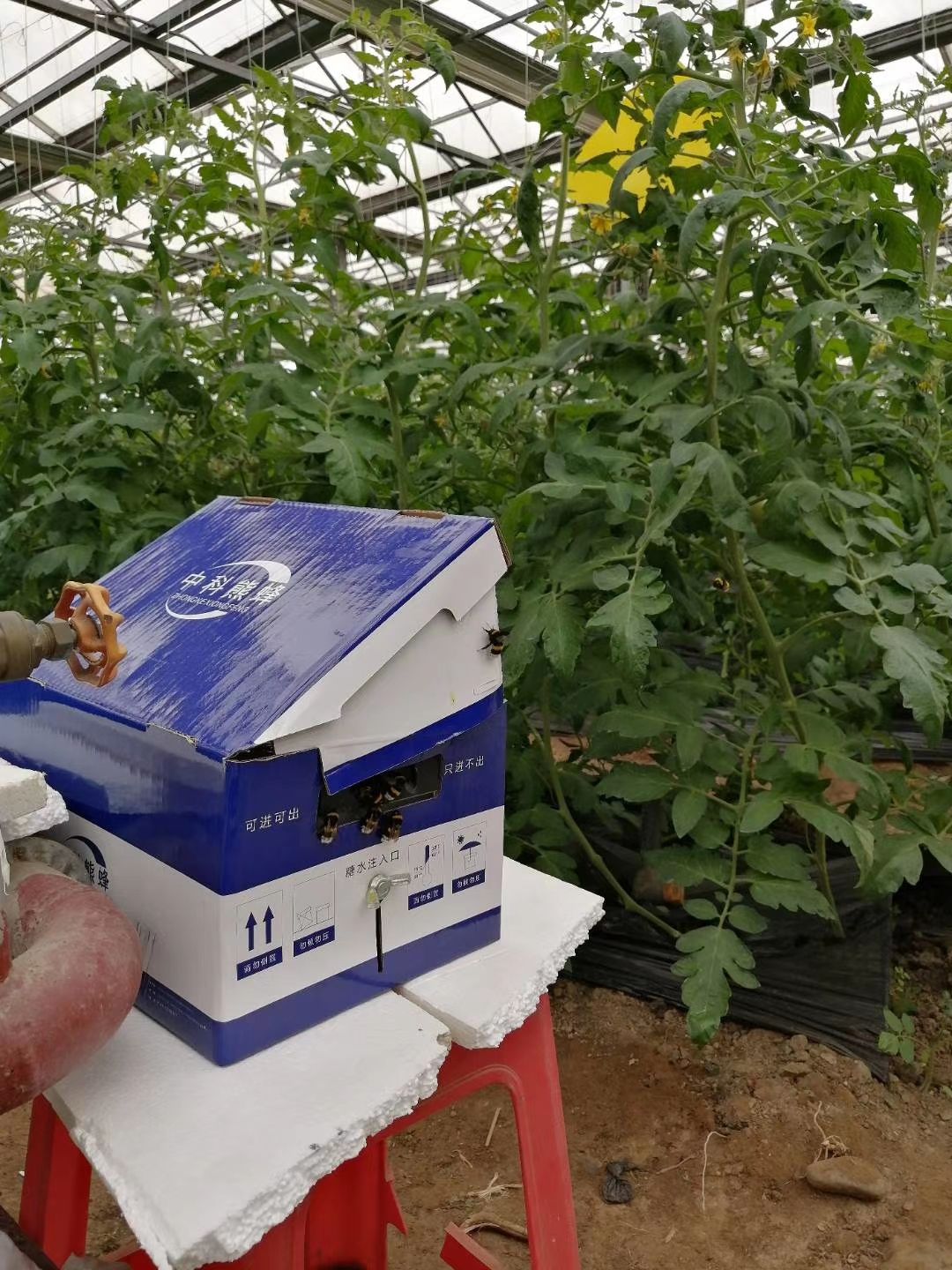 授粉熊蜂  中农熊蜂  西红柿圣女果蓝莓草莓大棚授粉