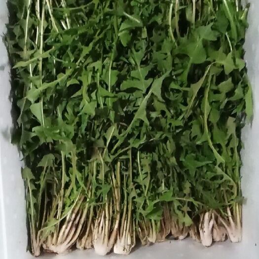 北镇市蒲公英菜 婆婆丁鲜品10一斤