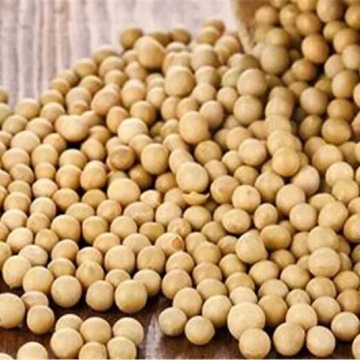 广州我司供应的巴西大豆颗粒均匀，质优价廉，（中间人勿扰）