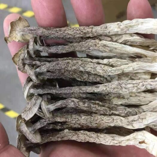 鹿茸菇，精品切根鹿茸菇