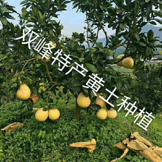 双峰县柚树苗  出售大量十年柚子树