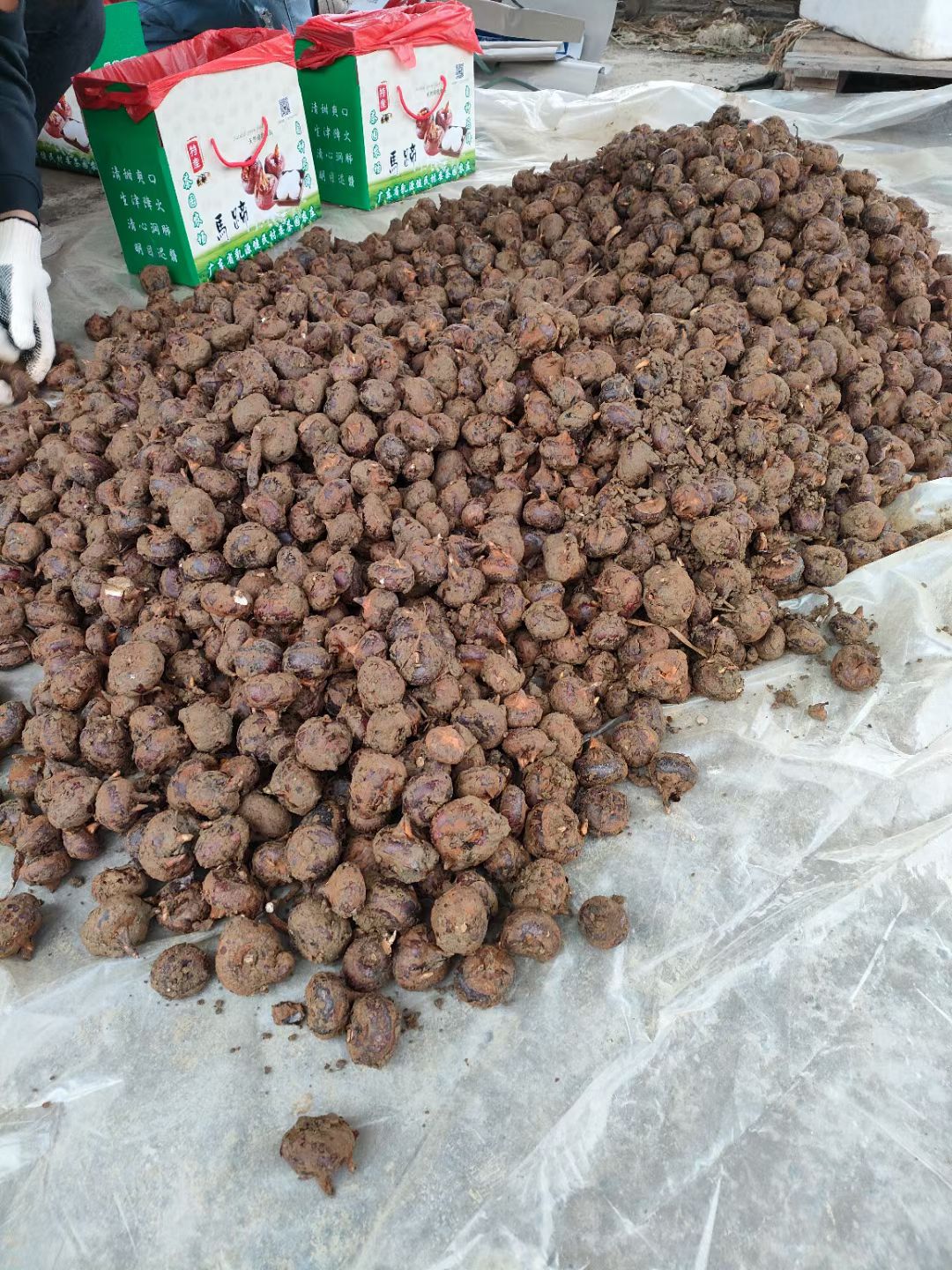 乐昌马蹄 农家自种马蹄