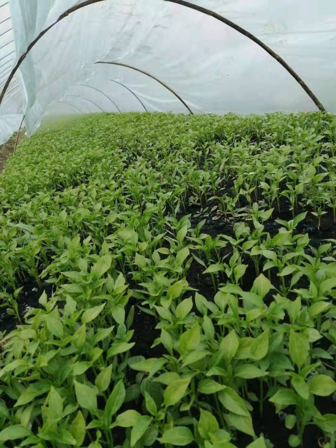 线椒苗 大量批发辣椒苗直销,欢迎大家前来选购