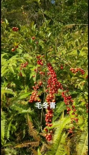 紫金县毛冬青根丶鲜货丶20斤丶3斤起售