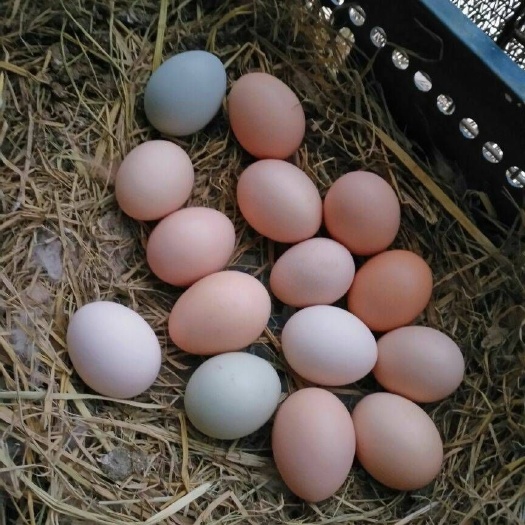 苍溪县土鸡蛋  纯粮林下放养，，我们只养粮食鸡，只
