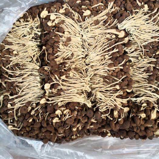 广昌县广昌5号茶树菇 江西广昌精选5号茶树菇