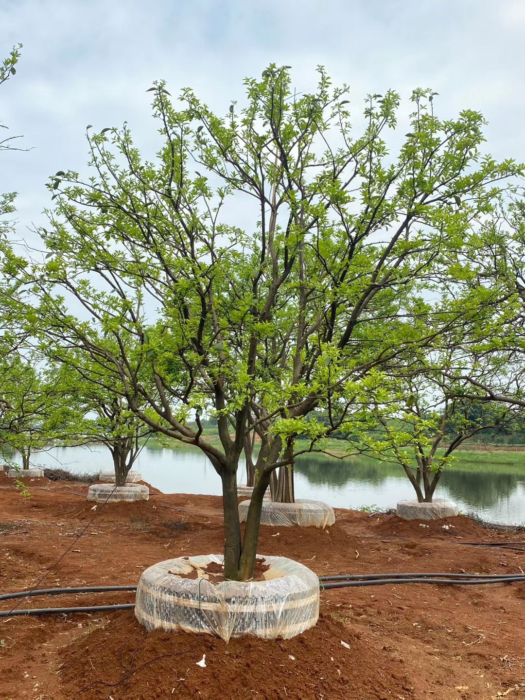 香橼树  香橼，香泡，丛生香橼