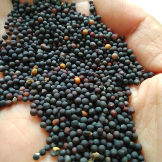 庆阳油菜籽 新菜籽，干净无杂质，出油率高