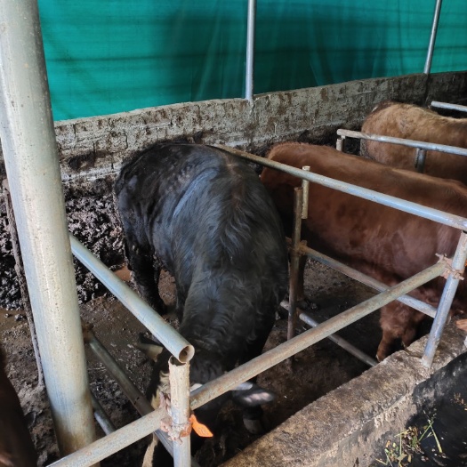 生态环境养殖肉牛