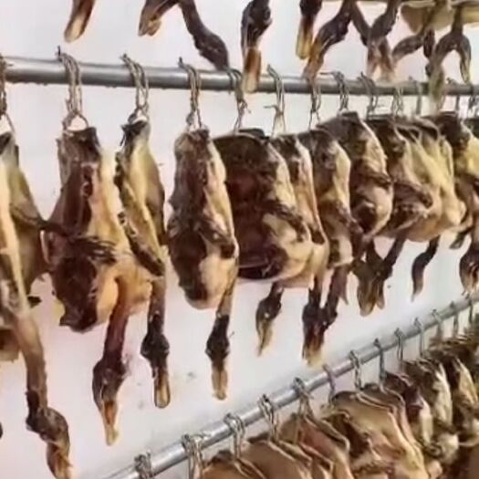 南雄市风晒鸭 3-6个月 