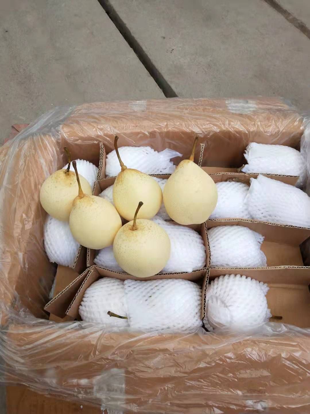 鸭梨 河北省石家庄市赵县