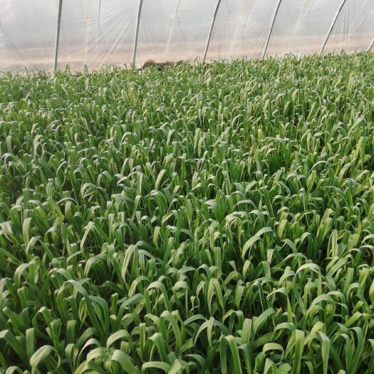 禹州市白根蒜苗  河南禹州大棚蒜苗种植园价格随时在变价格要详谈
