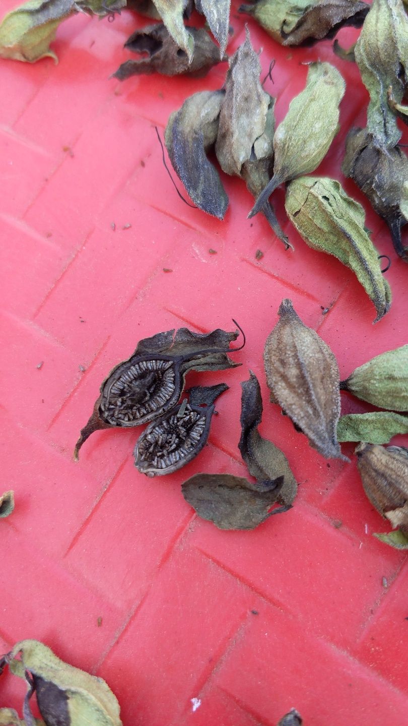 红根野蚕豆种子