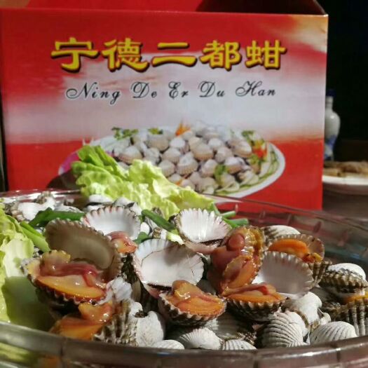 宁德海鲜礼盒装  正宗福建宁德二都血蚶