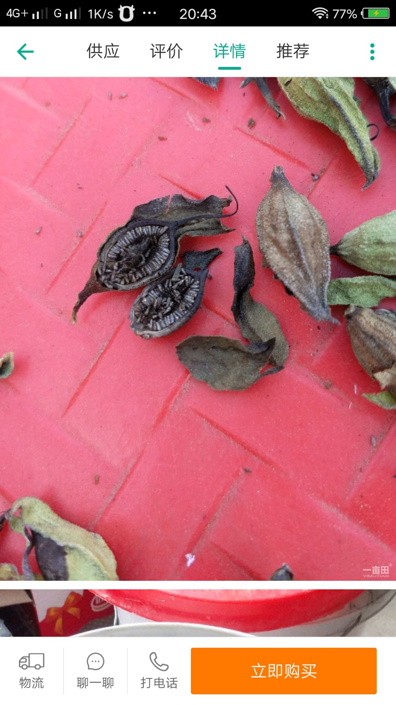 红根野蚕豆种子