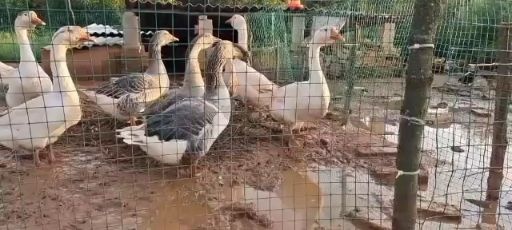 昆明朗德鹅鹅苗 云南大种朗德鹅苗，大品种15斤，可预定脱温苗