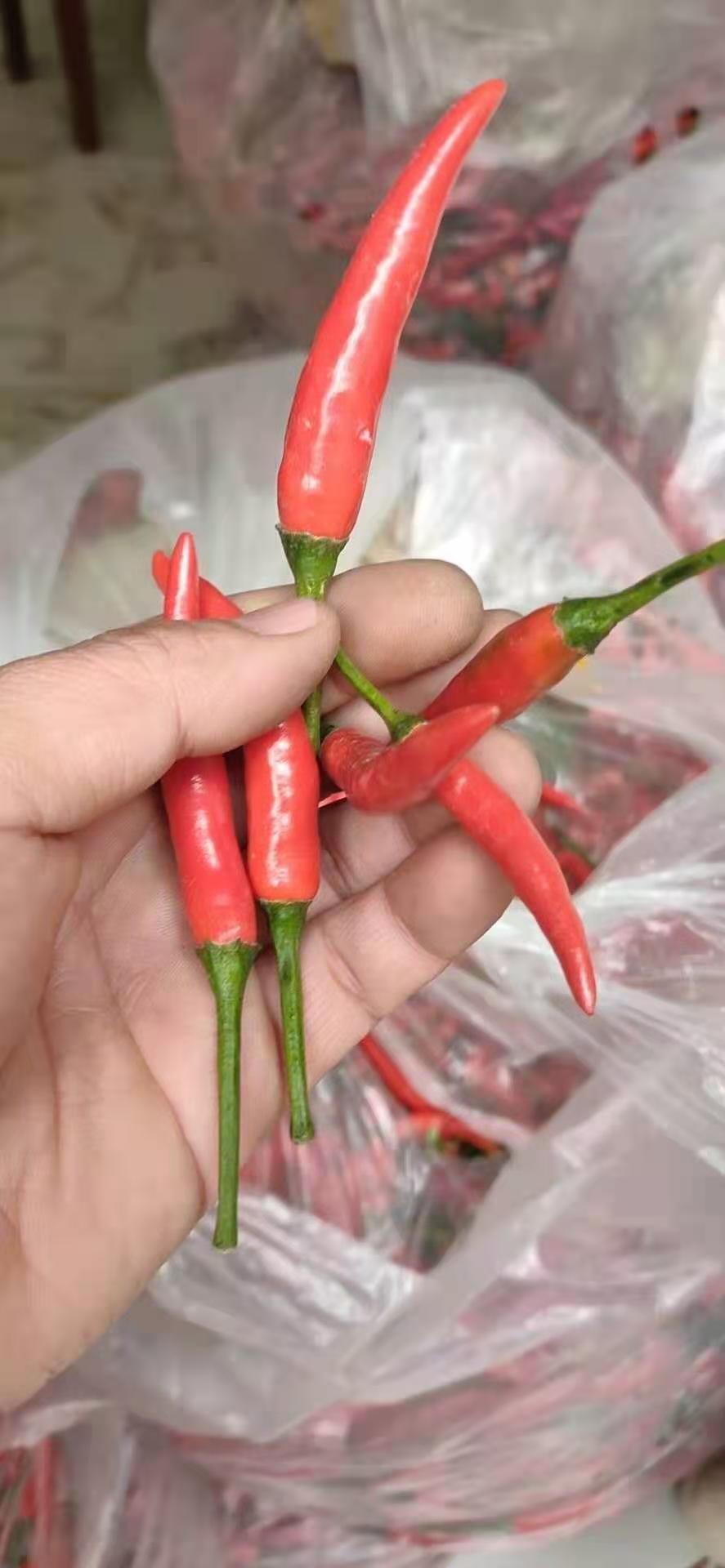  辣椒，鲜椒