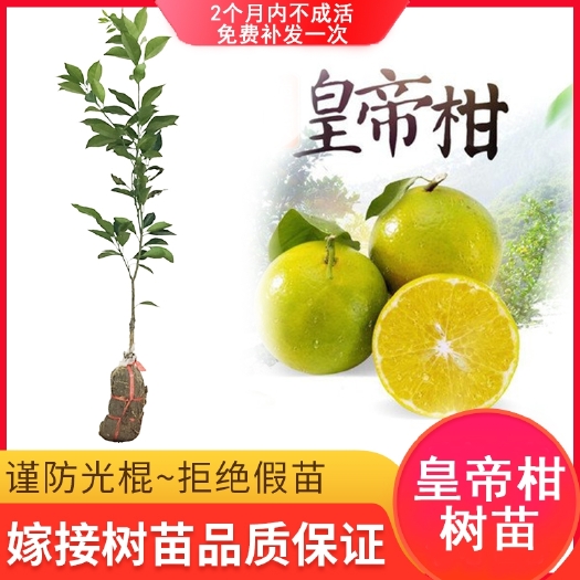 灵山县皇帝柑苗  嫁接苗 种植当年开花结果 保证品种纯正