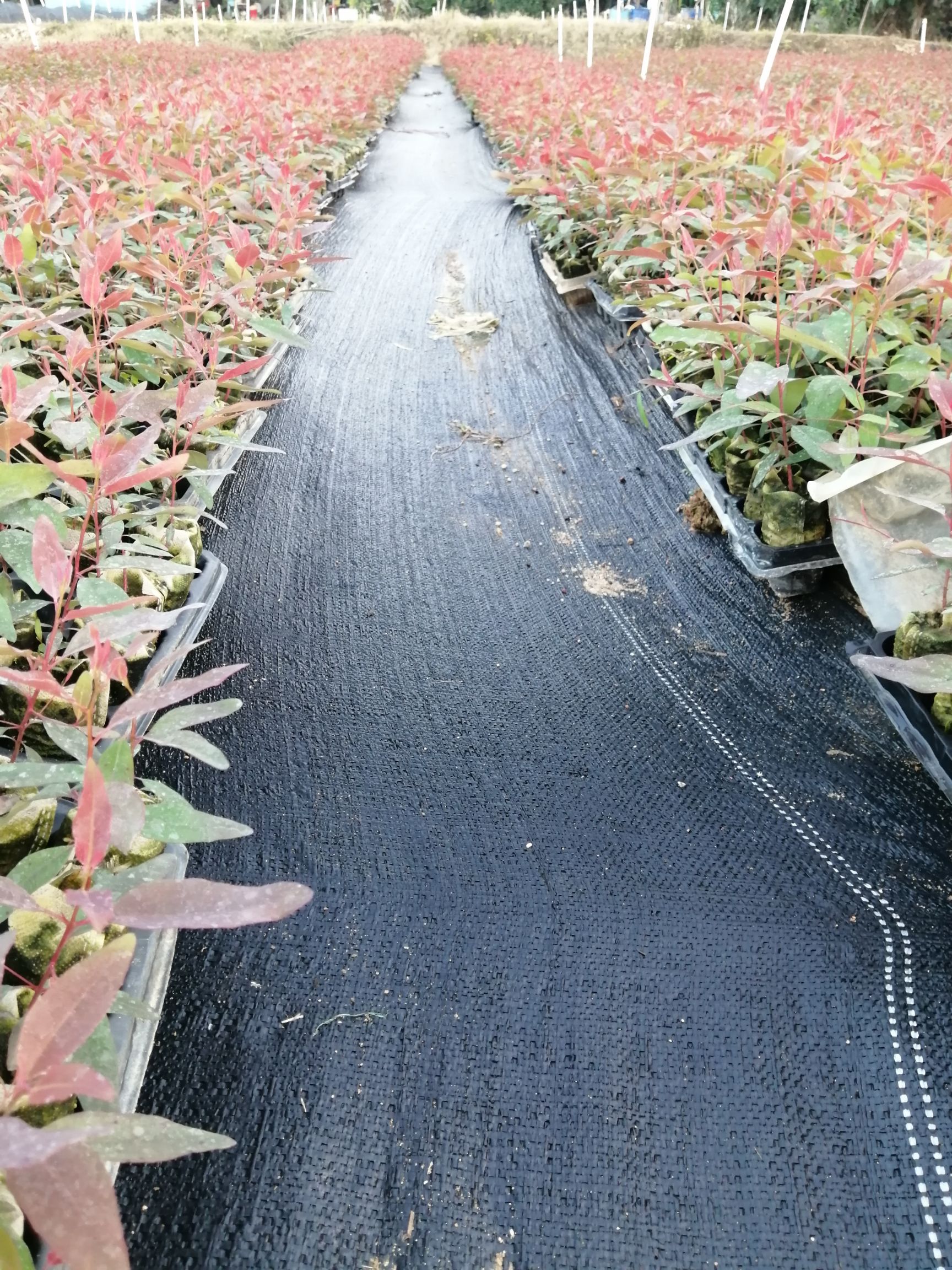 速生桉 桉树苗 组培 营养杯苗