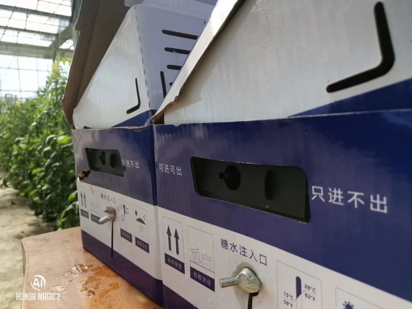 授粉熊蜂 中农授粉熊蜂（试用装，使用时间2—3周）