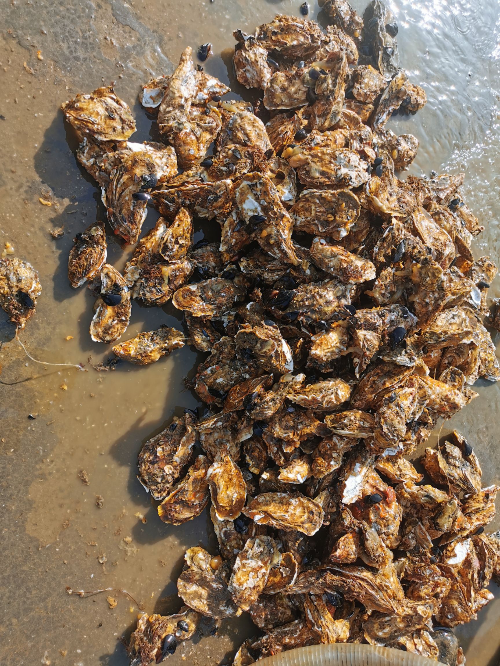 青岛牡蛎 青岛生蚝，海蛎子，牡蛎