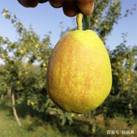 叶城县库尔勒香梨 库尔力香梨