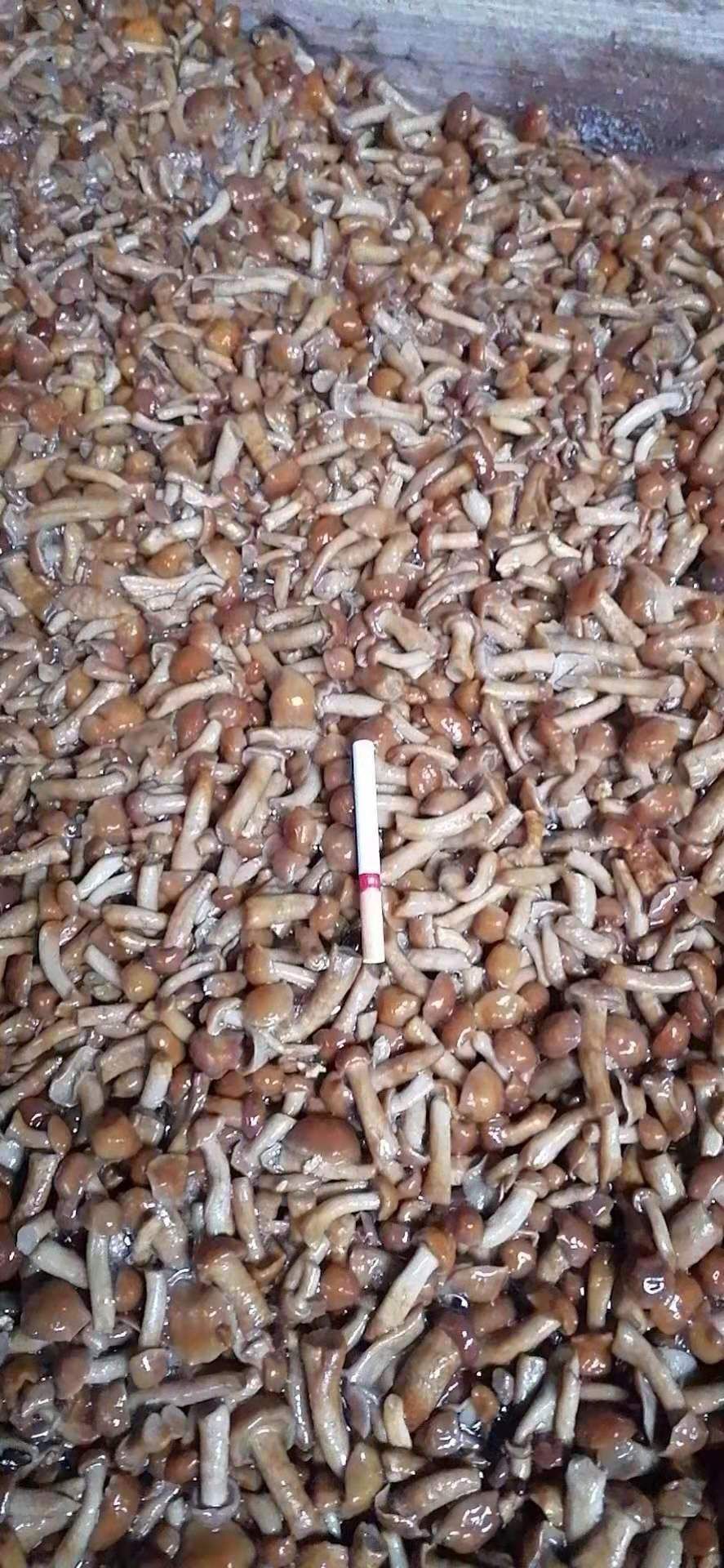 白乳牛肝菌 鲜牛肝菌 