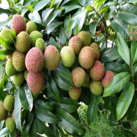灵山县妃子笑荔枝苗 嫁接苗 优良品种嫁接 保证质量保证正品
