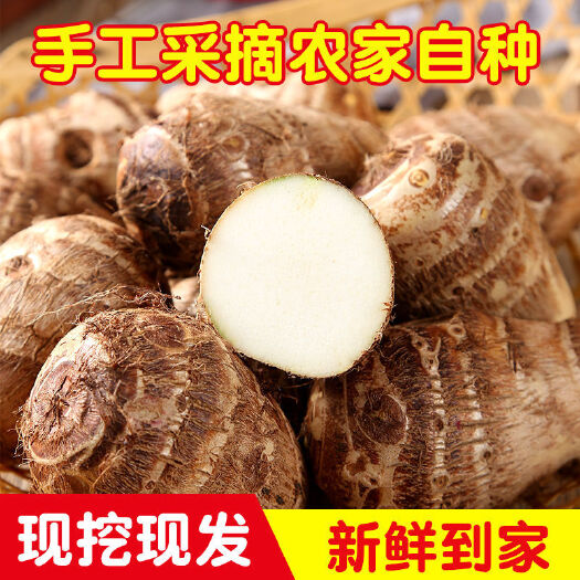 东阳市芋头，产地直销，大量出售，欢迎新老客户订购！