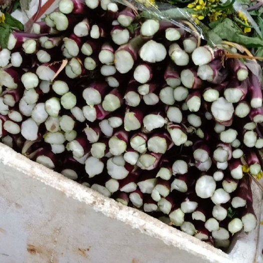 威远县 四川精品红油菜大量上市