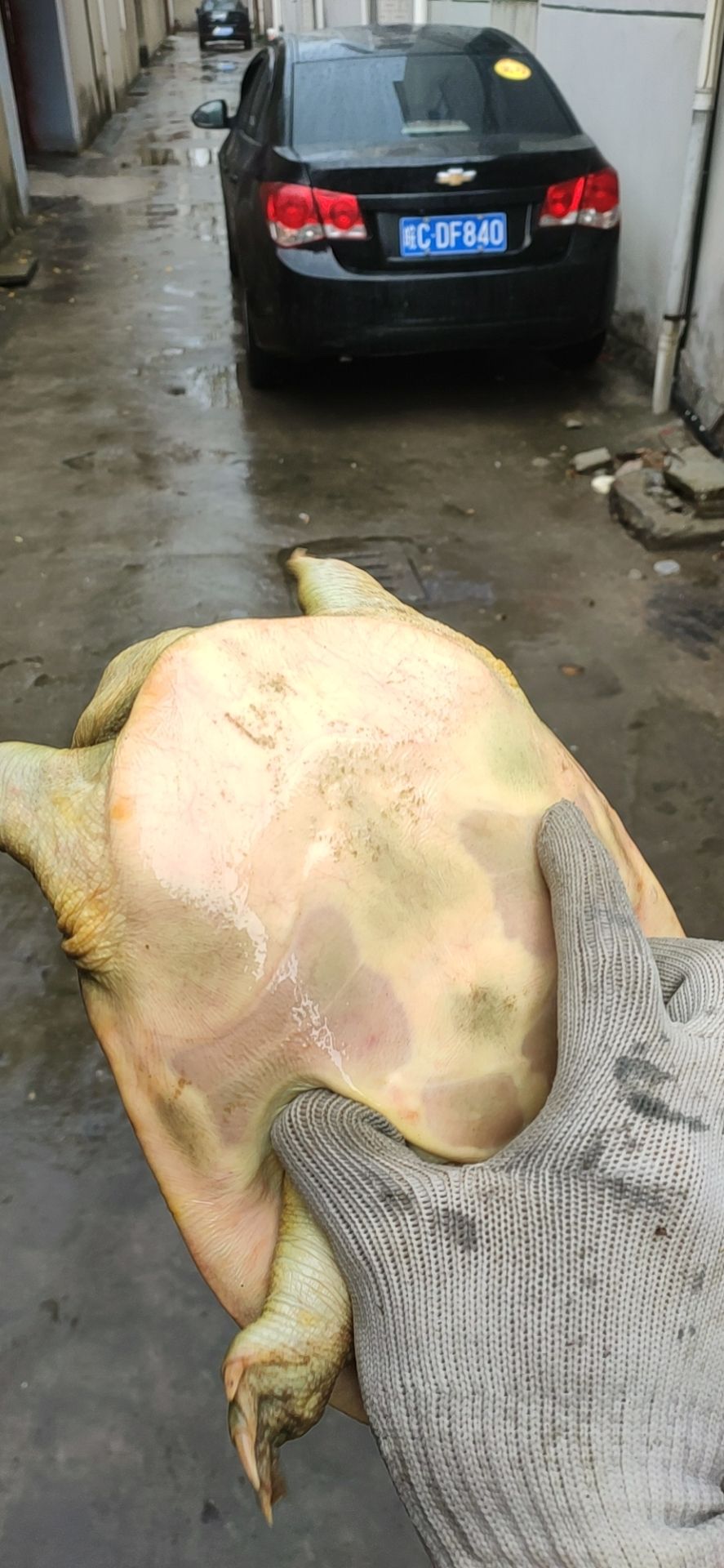  外塘甲鱼，黄甲鱼，母