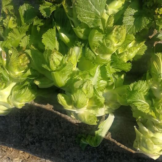 兴义市早熟儿菜 大量儿菜开始上市