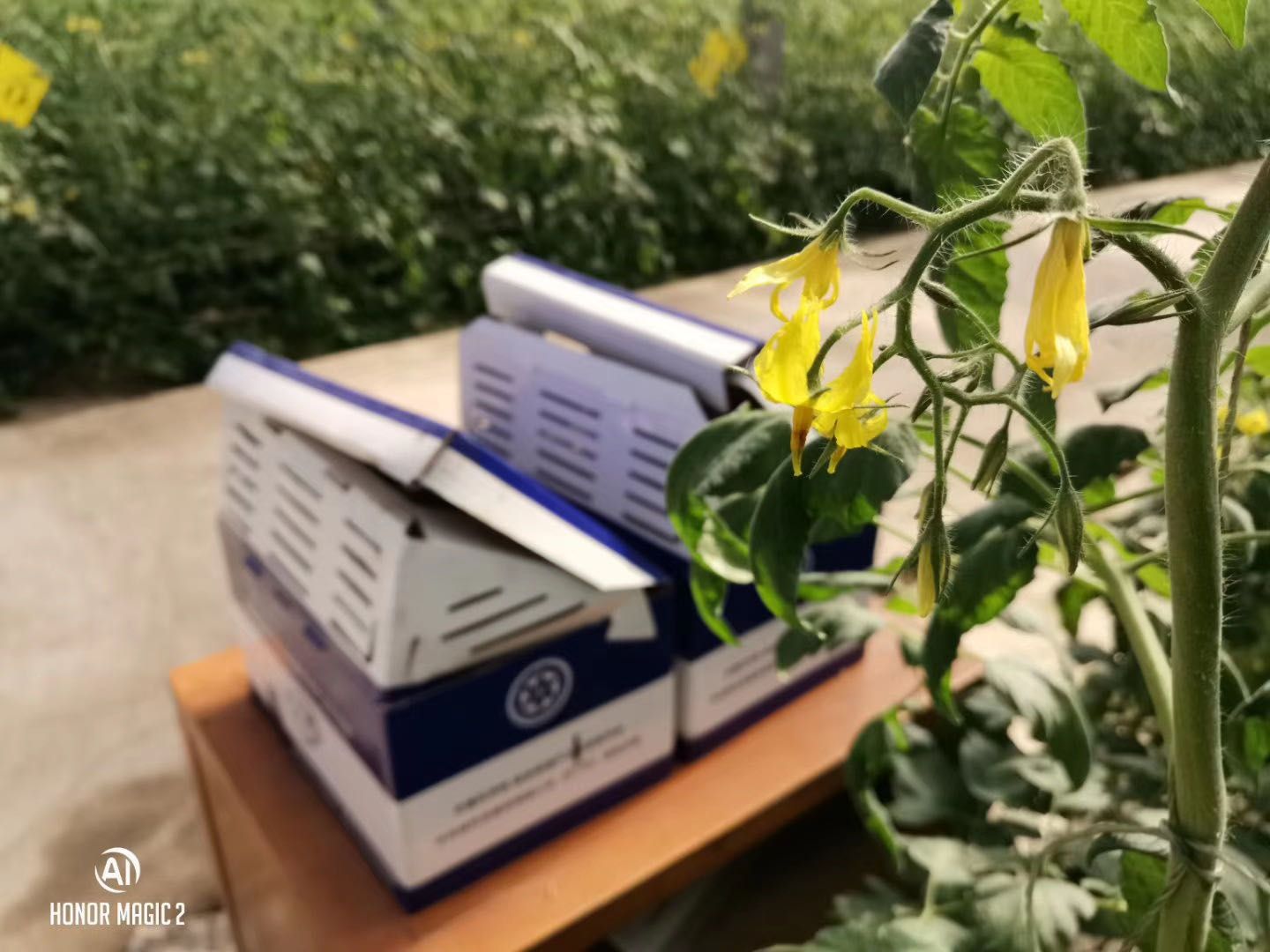 授粉熊蜂 中农授粉熊蜂（试用装，使用时间2—3周）