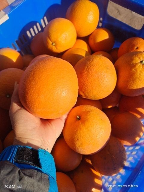 信丰县纽荷尔脐橙 赣南信丰龙舌脐橙备年货耐储存