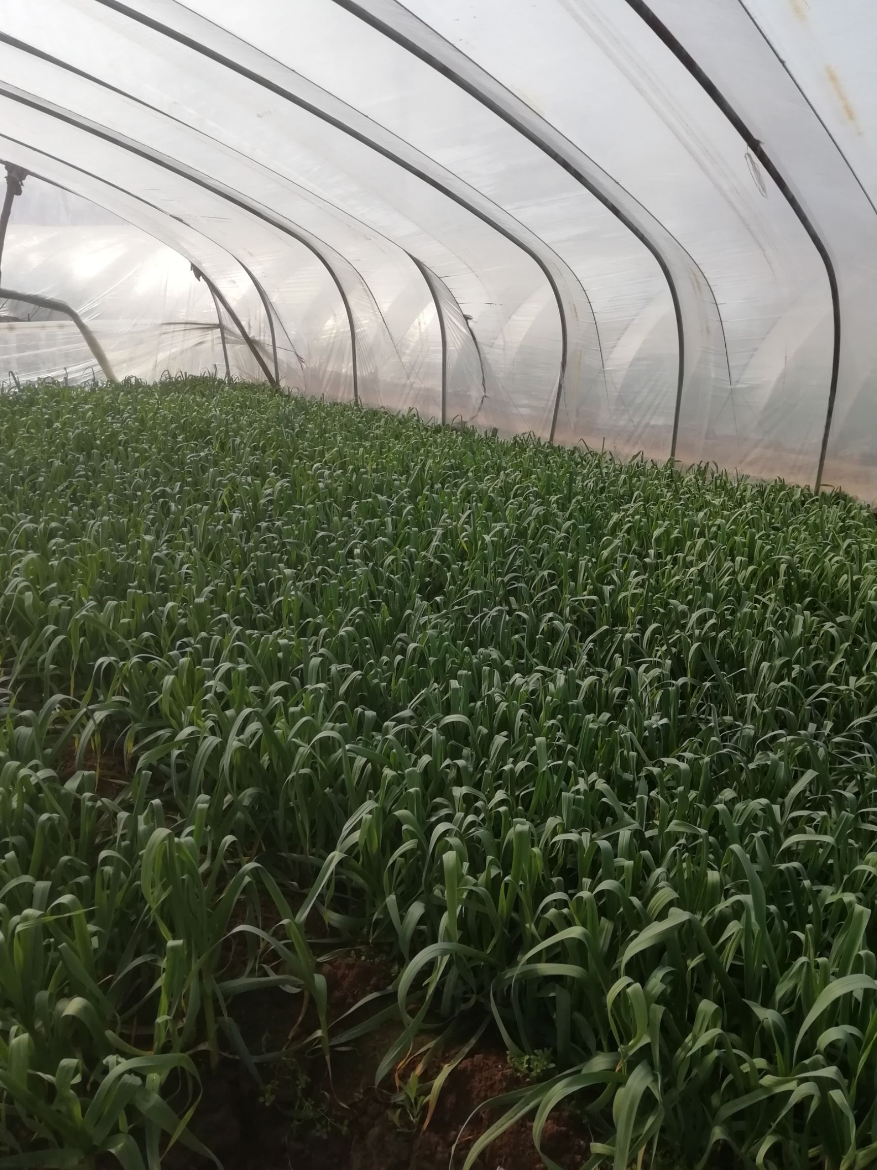 白根蒜苗  河南禹州大棚蒜苗种植园价格随时在变价格要详谈