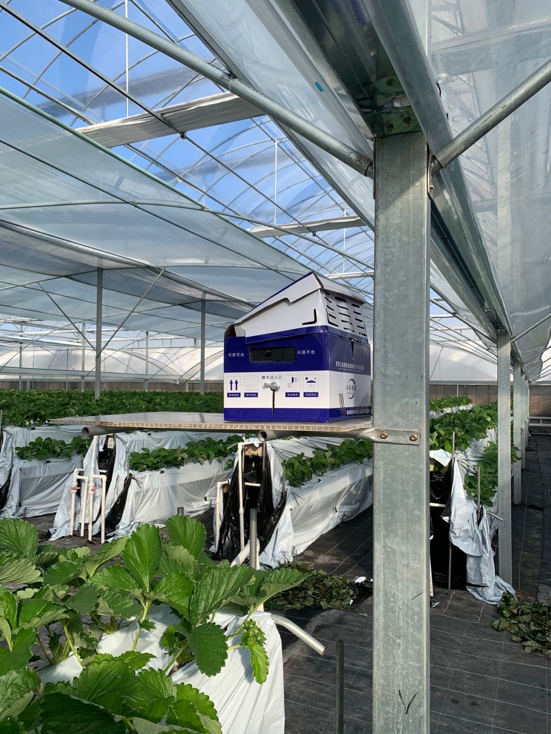 授粉熊蜂 中农授粉熊蜂（试用装，使用时间2—3周）