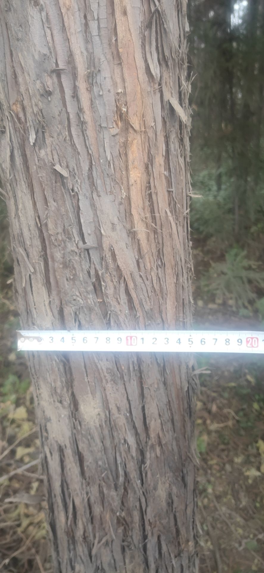 蓝桉 油桉树油至非常好