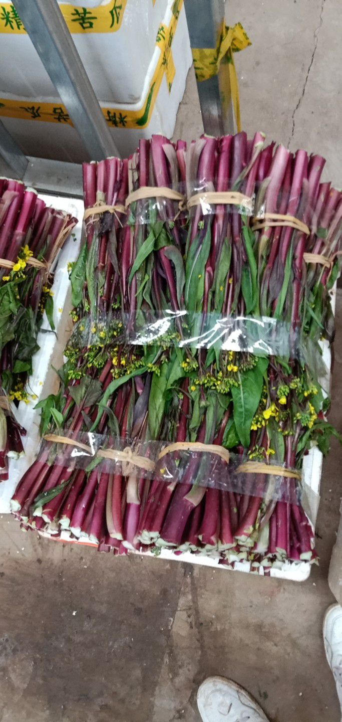  四川精品红油菜大量上市