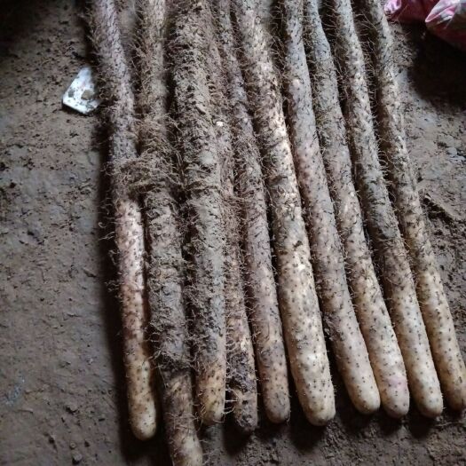 定兴县棒山药 50~70cm 