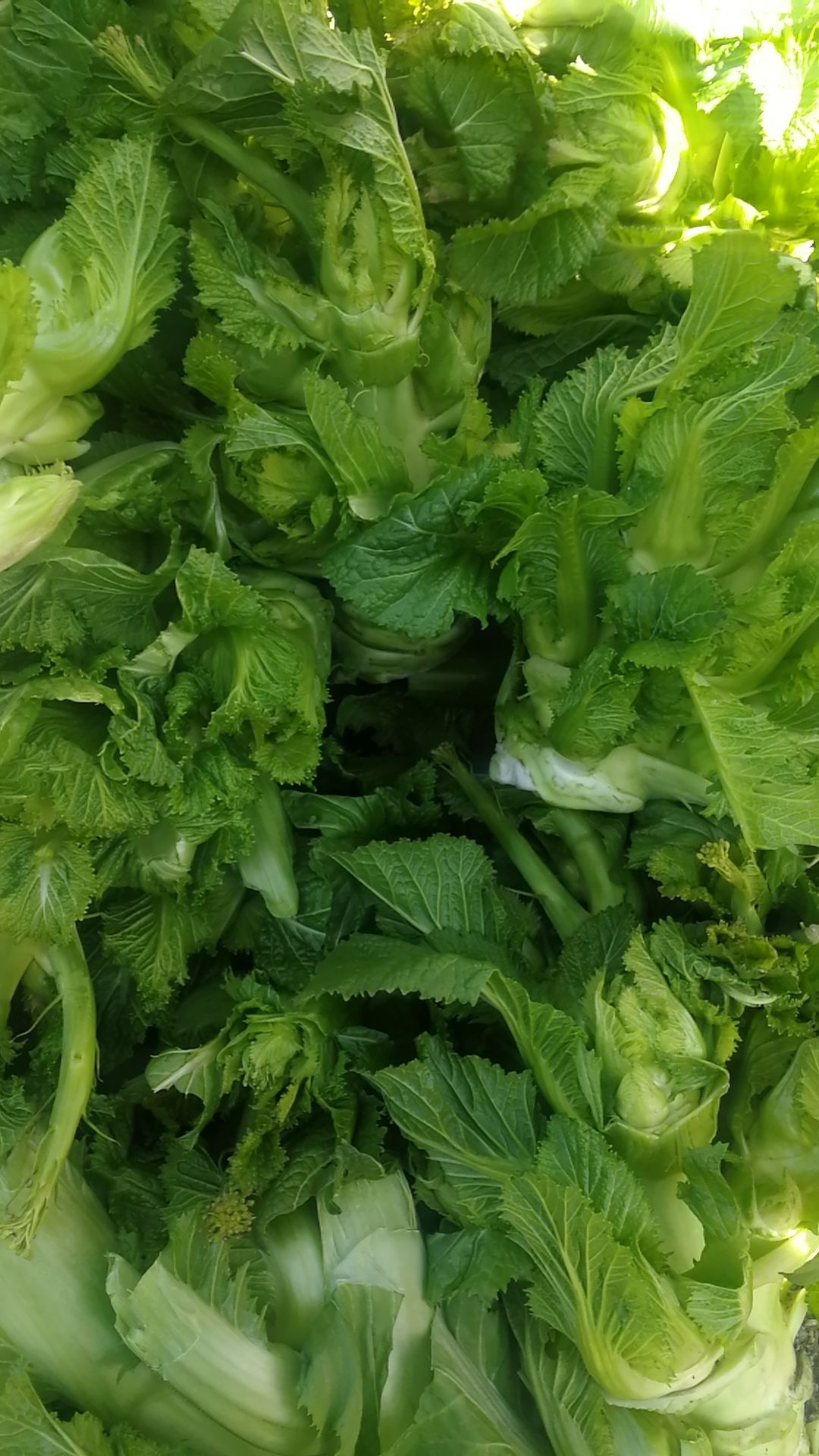 早熟儿菜 大量儿菜开始上市